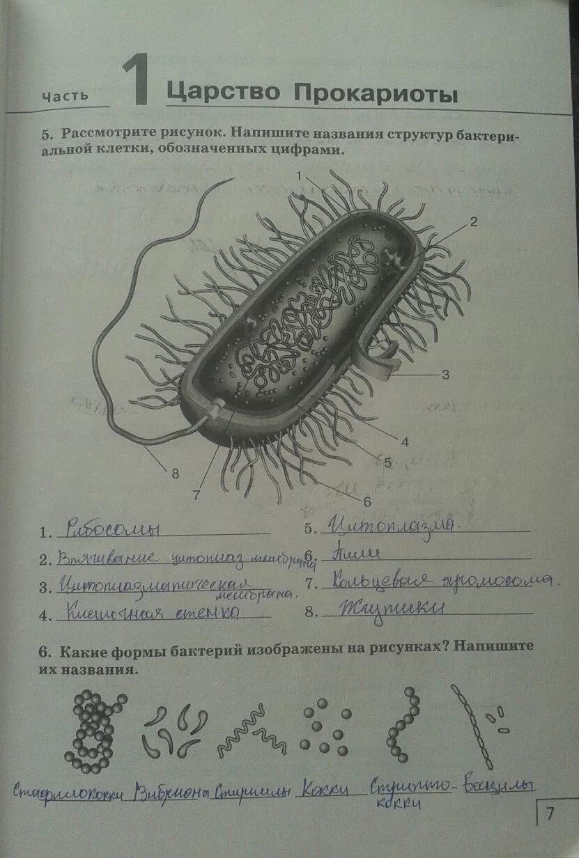 Строение бактерии 7 класс биология рисунок. Клетка бактерии. Строение бактерии без подписей. «Изучение строения бактерий».