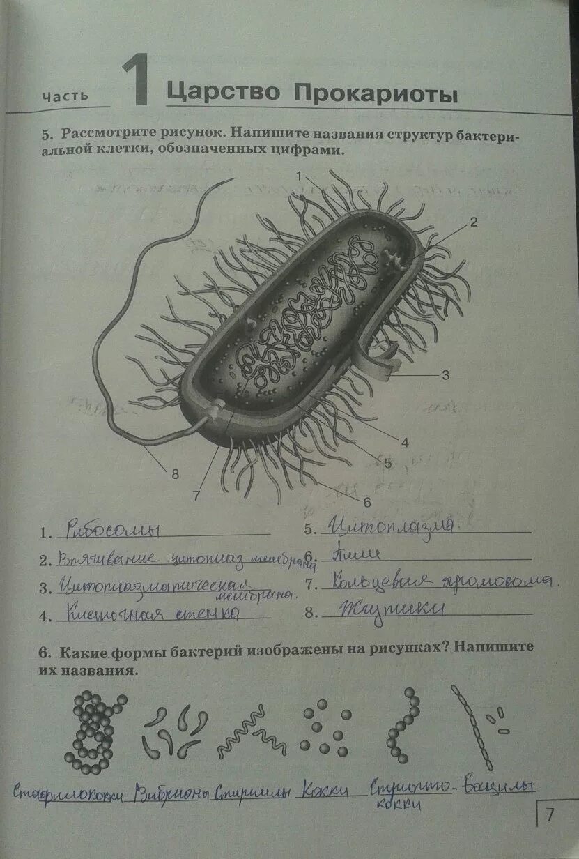 Биология 7 класс лабораторная работа строение бактерий
