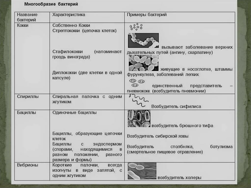 Общие свойства бактерий. Бактерии ЕГЭ биология таблица. Характеристика бактерий 9 класс биология. Общая характеристика бактерий форма. Характеристика бактерий таблица.