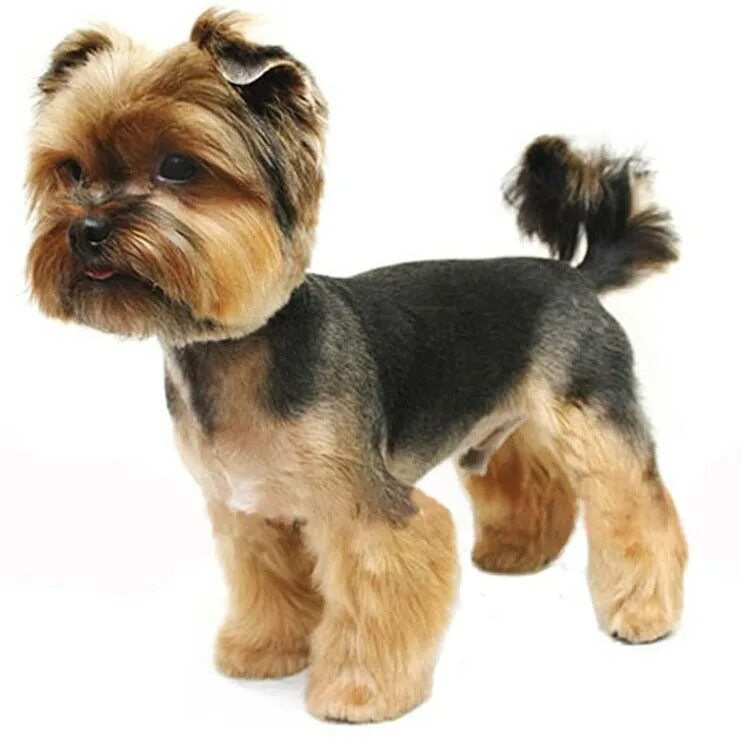 стрижка йорка 6 месяцев. стрижка для юрского терьера. стрижки йорков мальчиков щенков 5 месяцев. стрижка йорка мальчика. селихемский терьер груминг.