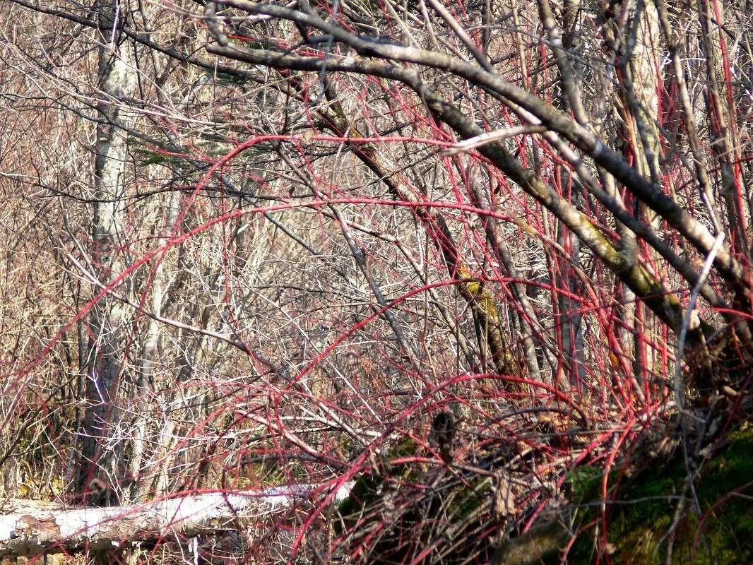 лесные ветви. скиф лесные ветви. ветви деревьев. скиф зимние ветви. столешница 105 скиф зимние ветви.