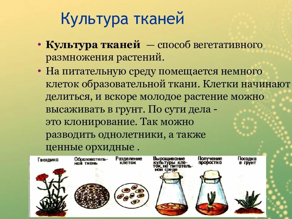 Размножение культурами клеток и тканей. Культура тканей это в биологии. метод ткани это вегетативное размножение. метод культуры тканей в биологии. культура тканей вегетативное размножение.