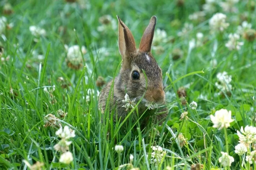 заяц косит фото. травы зайцу какие. платье зайка в траве. травы зайцу какие. кролики в природе.