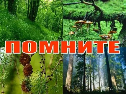 В лесу вопрос
