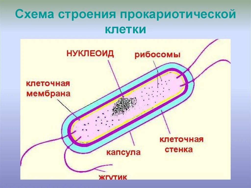 Схема строения прокариотической клетки. Строение прокариотической клетки бактерии. Строение бактериальной клетки прокариот. Строение клетки прокариот.