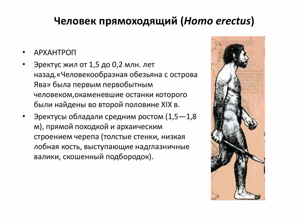 Архантропы особенности строения. Человек прямоходящий характеристика. Архантропы характеристика. Признаки архантропопов.