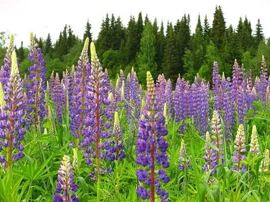 Растение похожее на иван чай фото Grass Ivan Tea in the Field with Violet Flowers Stock Image Image of drink, me