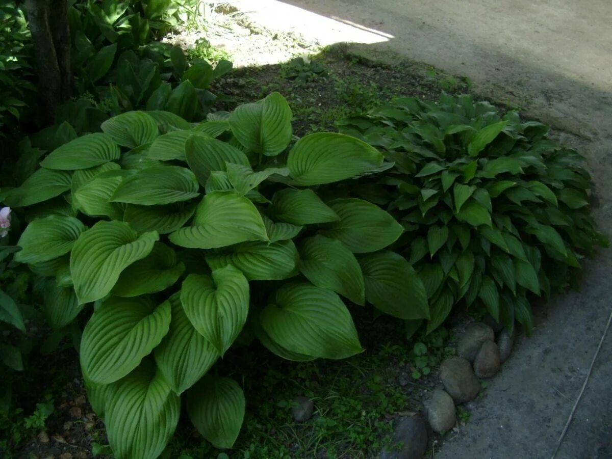 Хоста вечнозеленое растение. Хоста обратнояйцевидная. Хоста белоокаймленная. Хоста hosta grandiflora. Хоста значение.