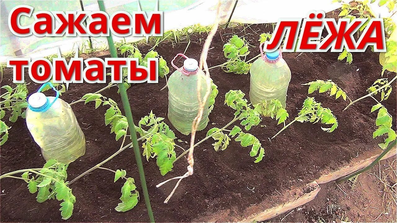 Как посадить рассаду помидор переросшую в теплицу. Посадка помидор. посадка помидор лежа в теплице. посадка рассады томатов лежа. высадка рассады томатов «лежа».