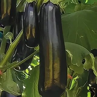 Баклажан эскимо