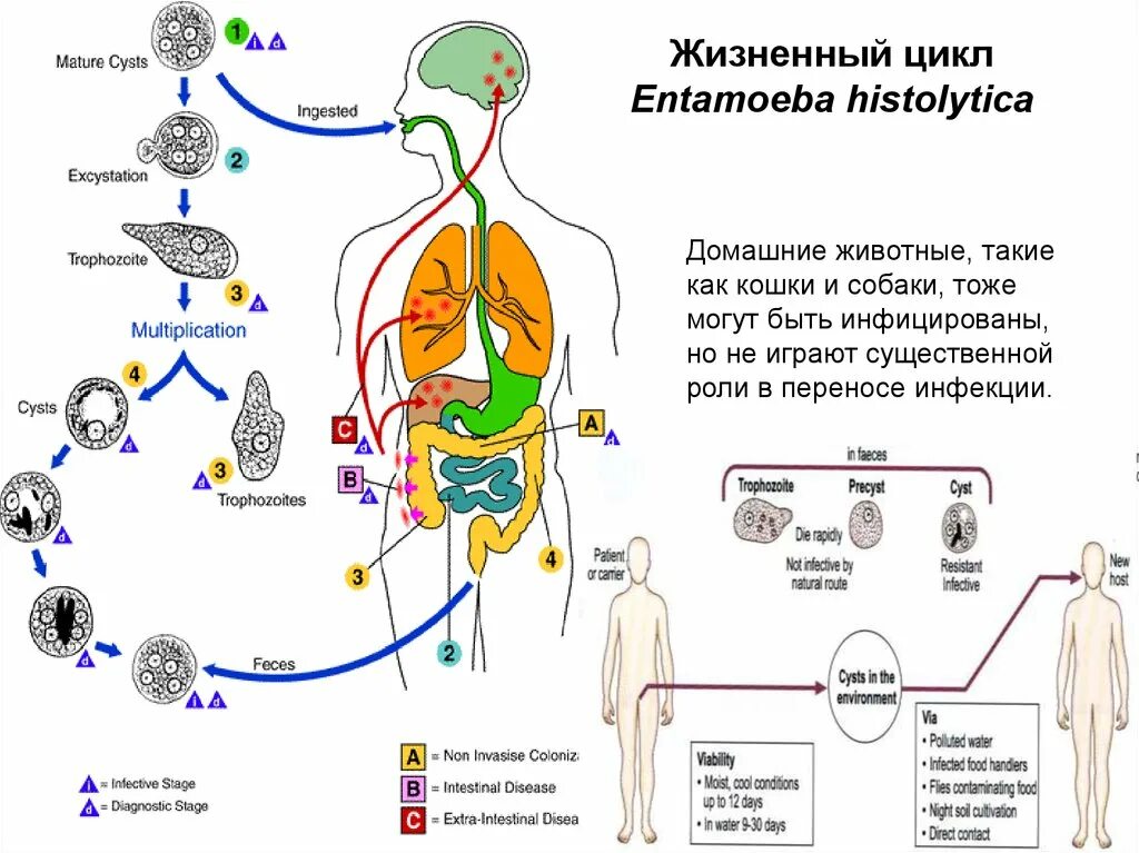 В каком организме происходит развитие дизентерийной амебы. Схему жизненного цикла дизентерийной амебы Entamoeba histolytica. Жизненный цикл дизентерийной амебы схема. Амебная дизентерия жизненный цикл. Схема жизненного цикла Entamoeba histolytica.