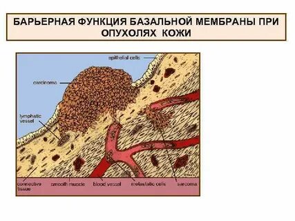Базальная мембрана функции