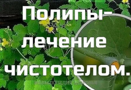 Чистотел от полипов