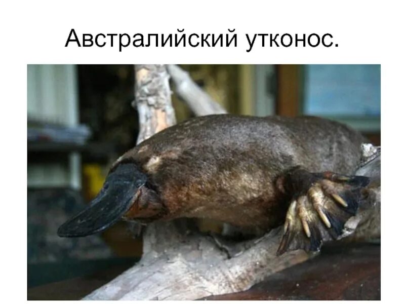 Утконос малыш. Детеныш утконоса. Как размножаются утконосы. Как размножаются утконосы. Детеныш утконоса.