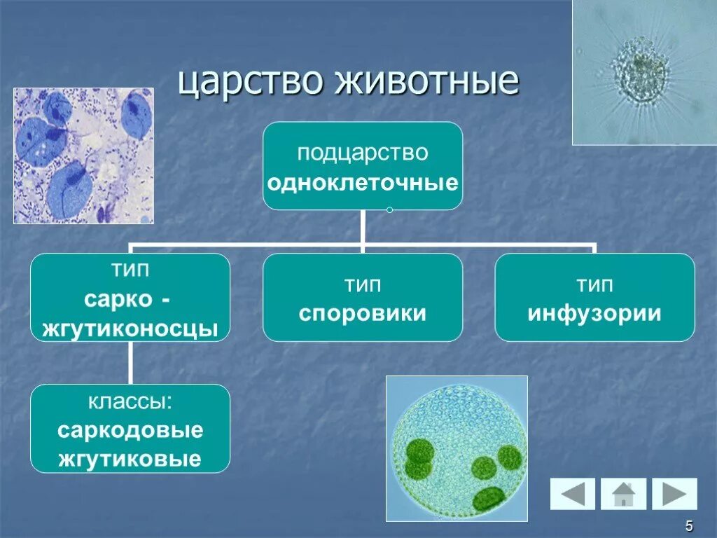 Царство животные Подцарство простейшие. Одноклеточные животные. Одноклеточное животное. Типы одноклеточных.