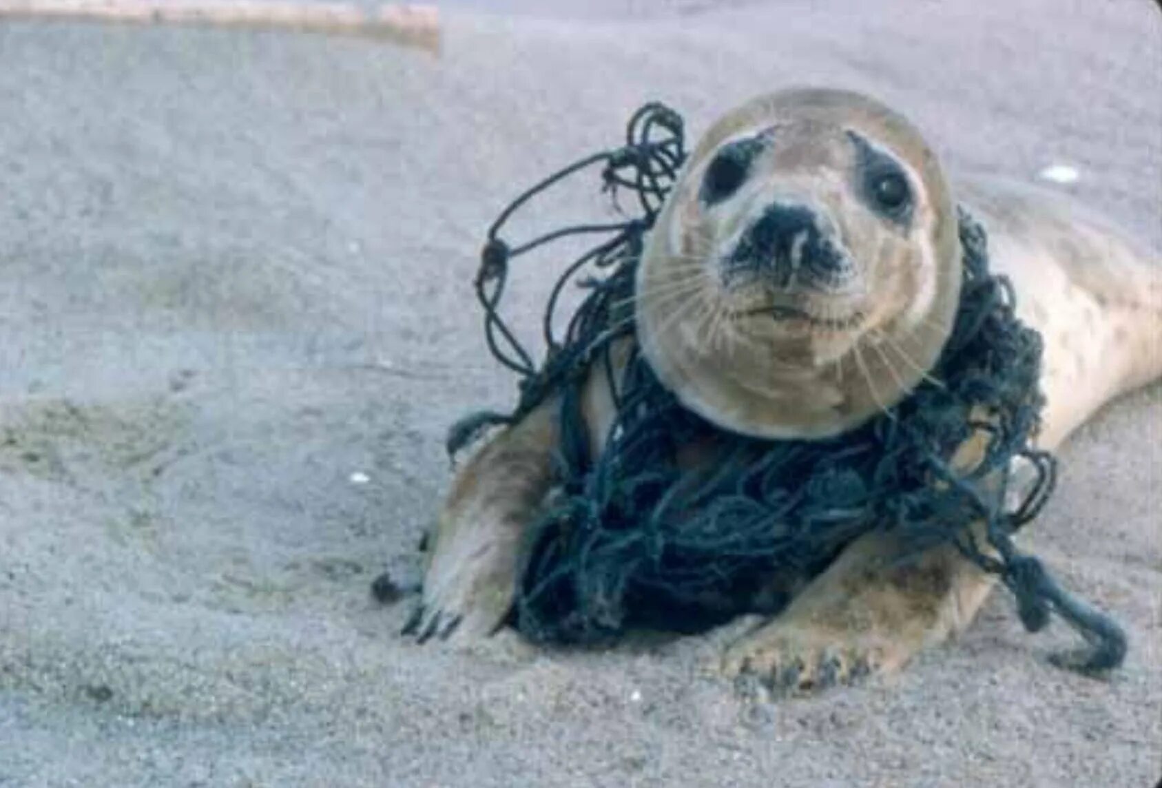 Животные страдают от загрязнений. Морские животные запутались в мусоре.
