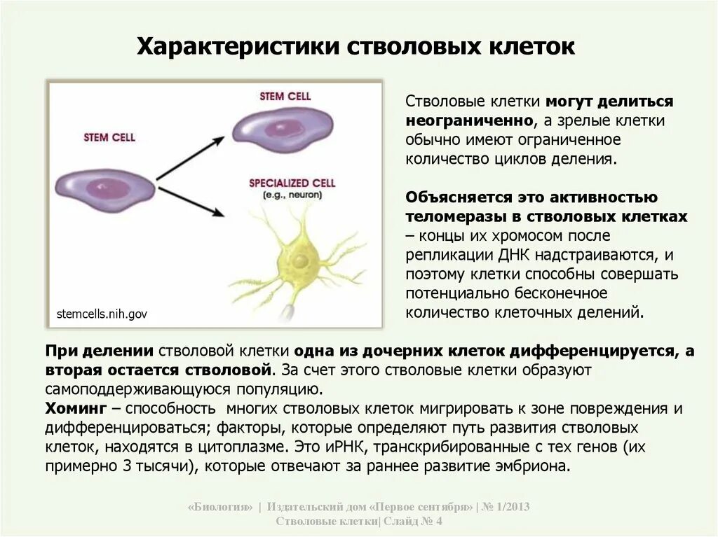 Сколько стволовых клеток. Стволовые клетки. Эмбриональные стволовые клетки. Стволовые клетки делятся на. Стволовые клетки Недифференцированные.