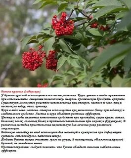 Бузина красная ядовитая или нет