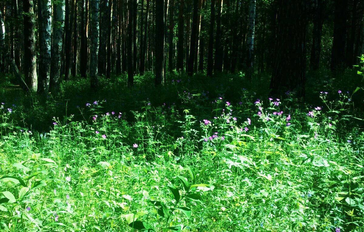 Цветочная Поляна фото. Поляна Кочемак. Черемшовая Поляна. Поляна Каневиз.