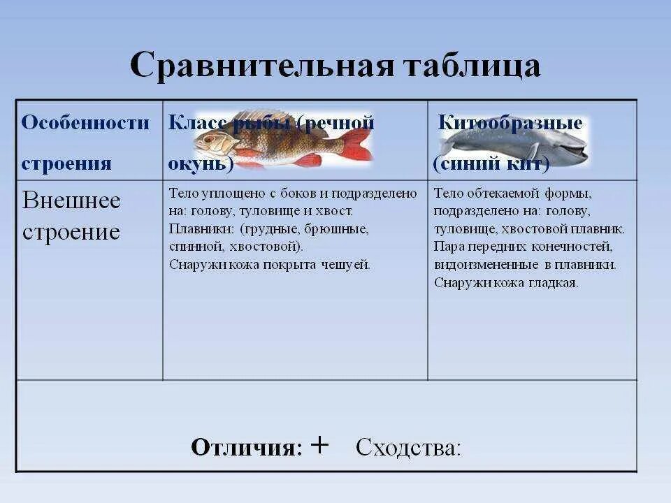 Особенности строения рыб. Таблица строение рыб. Признаки строения рыб. Класс рыбы таблица. Сравните образ жизни тюленя и кита