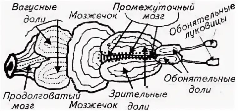 Появление головного мозга у рыб. Мозг рыбы строение. Строение головного мозга рыбы. Система мозга у рыб. Схема головного мозга рыбы.