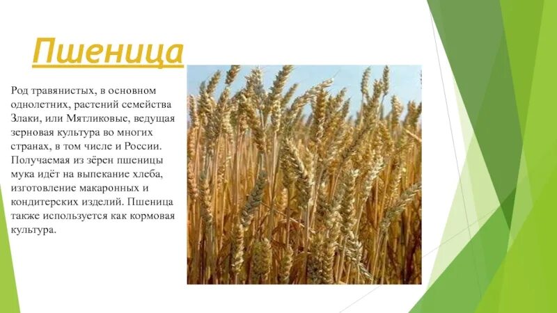 Сообщение о пшенице 3 класс. Пшеница однолетнее или многолетнее растение. Пшеница род травянистых растений семейства. Пшеница интересная информация. Однолетние зерновые культуры.