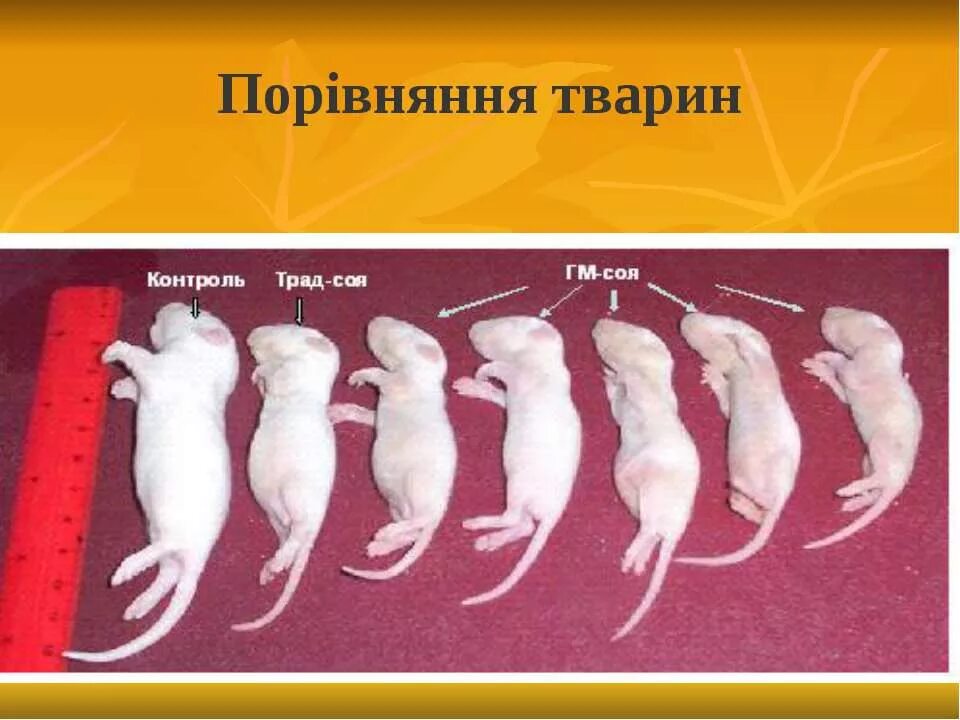 Генетические эксперименты на мышах. Опыты на мышах.
