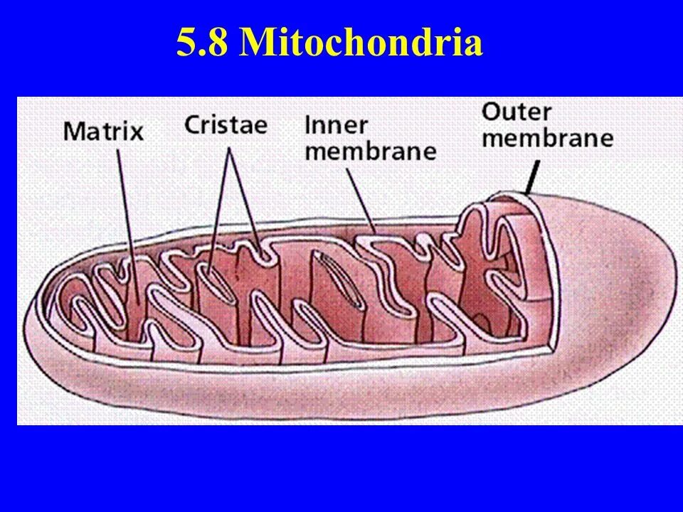 Строение митохондрии рисунок с подписями. Митохондрии гистология. Строма митохондрии. Схема строения митохондрии. Записать строение митохондрии
