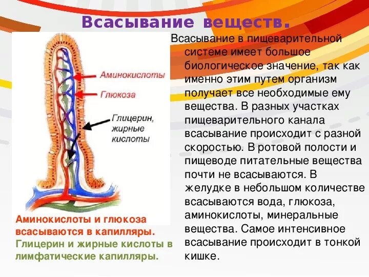 Какие вещества всасываются через ворсинки тонкого кишечника. Всасывание питательных веществ. Всасывание питательных веществ в ЖКТ. Пищеварение в кишечнике всасывание. Пищеварение в желудке и кишечнике .всасывание питательных веществ.