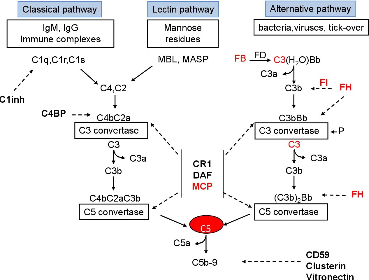 С1 комплемента. C3 convertase. Alternative complement Pathway. Дефицит системы комплемента. Complement activation.