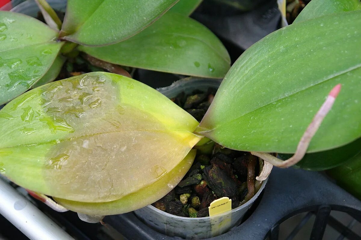 Почему листья орхидеи стали мягкими. Бактериальная пятнистость фаленопсис. Антракноз орхидей фаленопсис. Серая гниль на орхидеях. Заболевания листьев орхидеи фаленопсис.