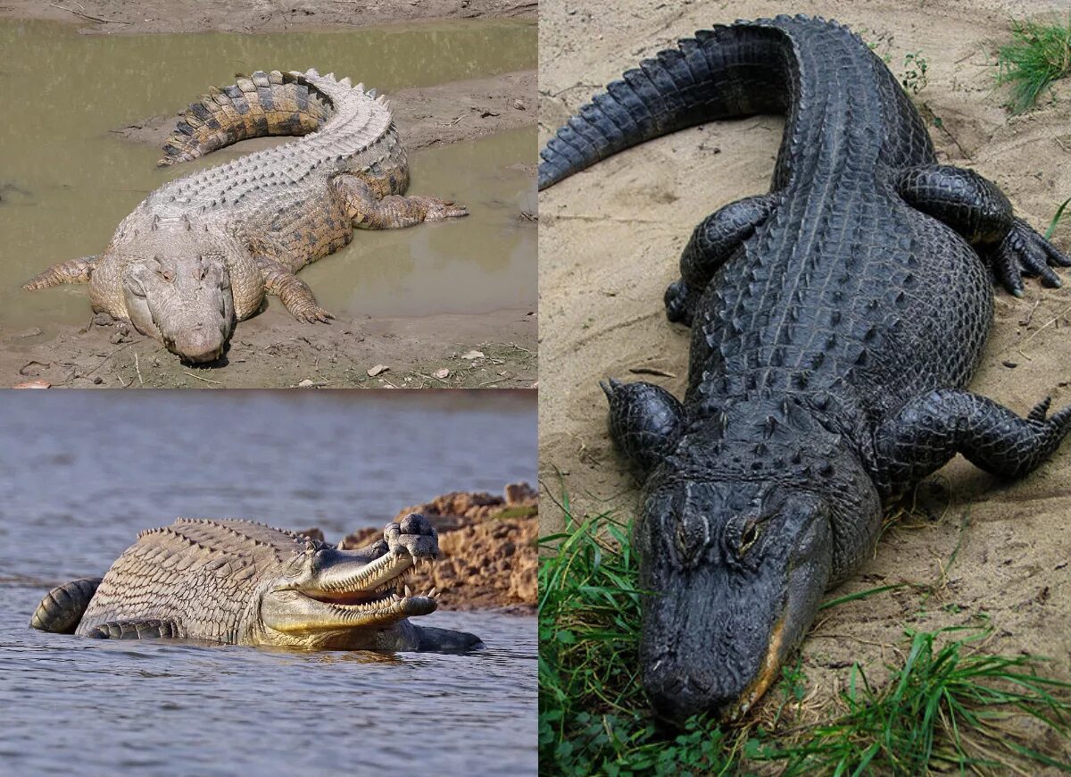 Гавиал Аллигатор Нильский крокодил. Гавиал альбинос. Крокодил Аллигатор Кайман. Нильский Кайман. Собака пресмыкающихся