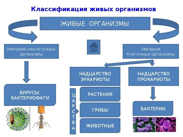 Царство надцарство класс