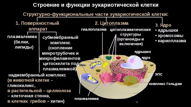 Строение эукариотической клетки поверхностный аппарат. Функции органоидов эукариотической клетки. Основные компоненты эукариотической клетки клетка. Мембранные органоиды эукариотической клетки таблица.