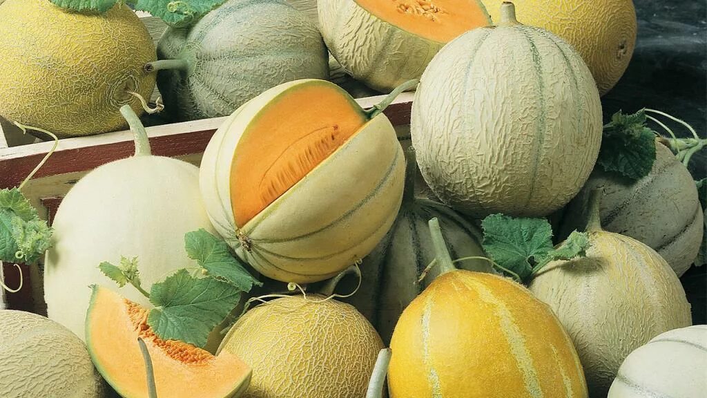 Лучшие сорта дыни для средней