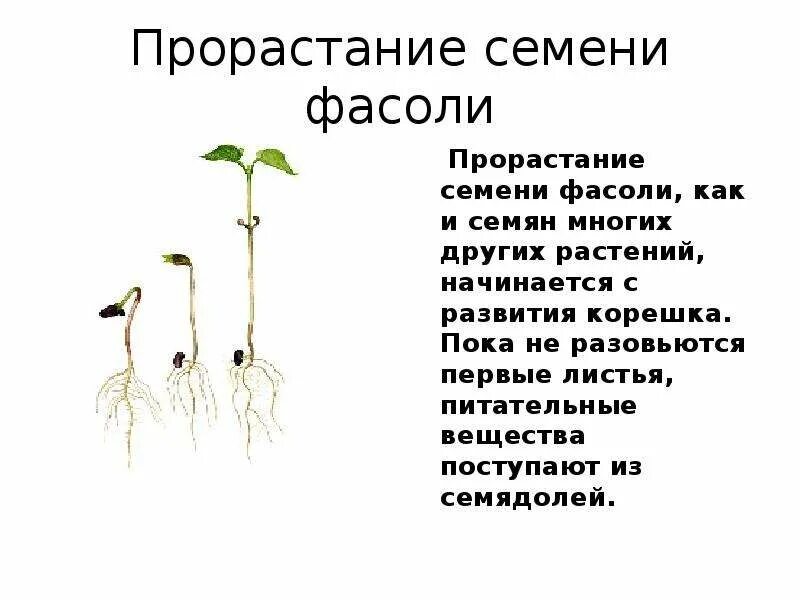 Презентация прорастание семян 6 класс пасечник. Строение и прорастание семени. Этапы роста фасоли. Процесс прорастания семян. Прорастание семян фасоли.