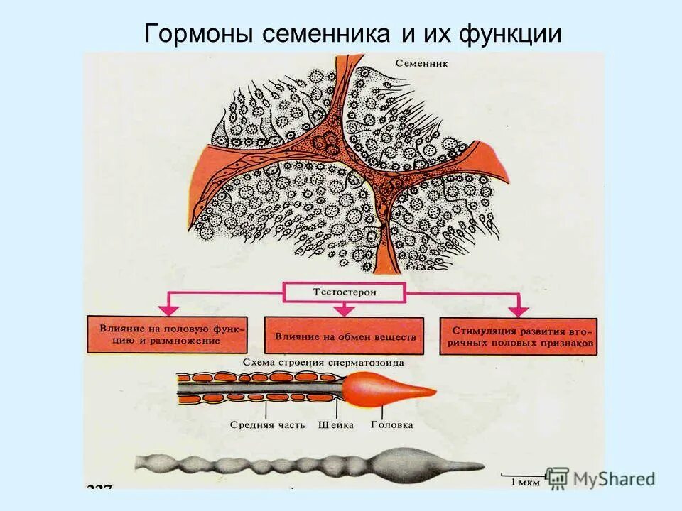 Мужские половые железы семенники. Гормоны схема. Регуляция образования мужских половых гормонов. Внутренняя секреция половых желез физиология. Половые гормоны функции физиология.