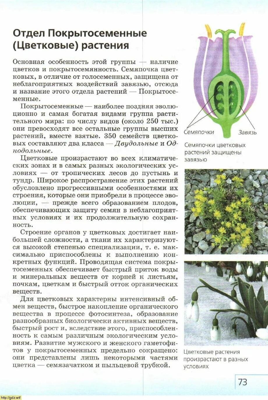Покрытосеменные наиболее распространенная группа растений у них. Егэ биология отдел покрытосеменных. отделы цветковых растений. отдел покрытосеменные растения. семяпочки цветковых растений защищены завязью.