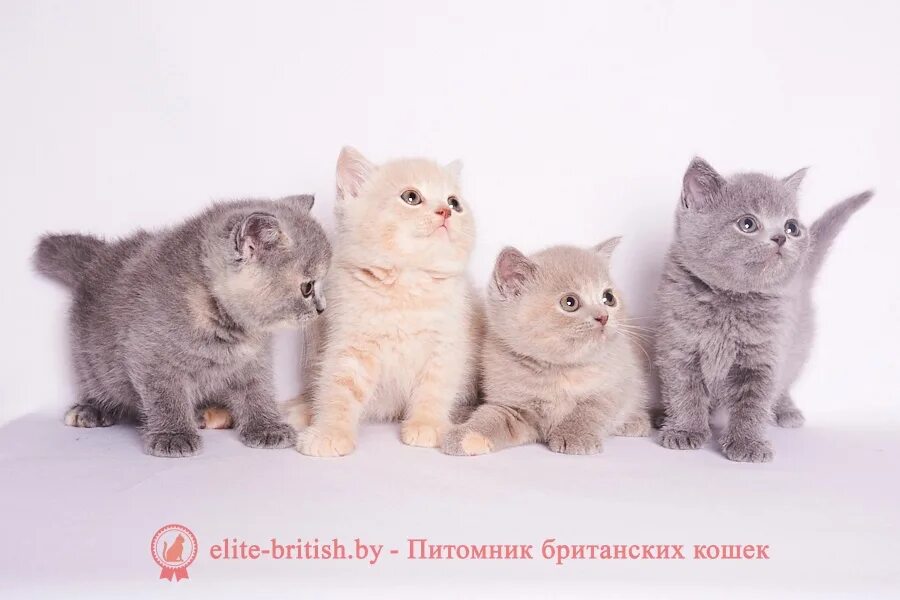 Как отличить котенка британца