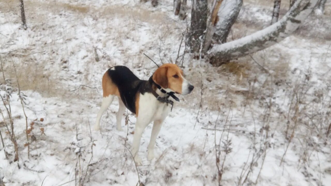Тамбовский гончий