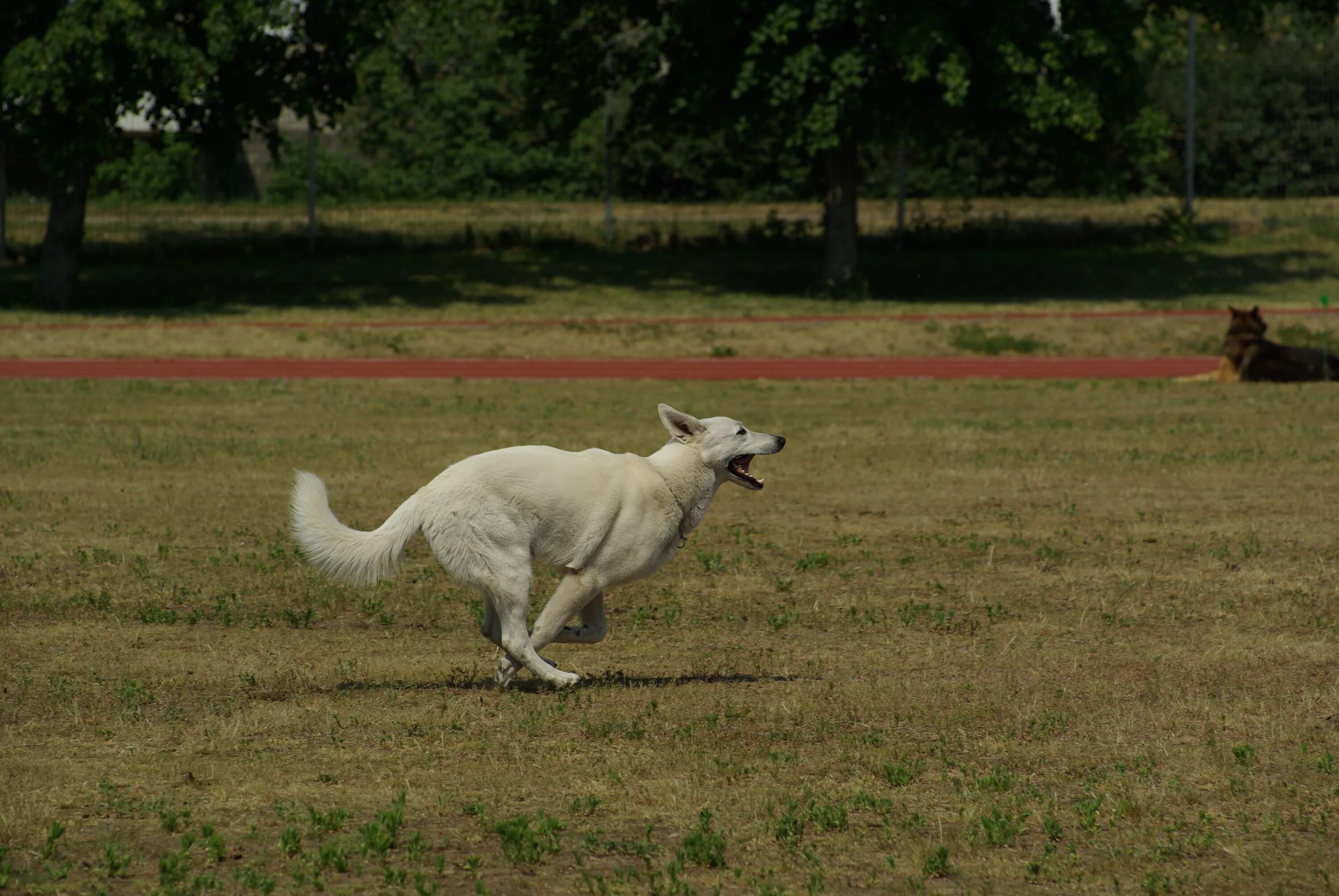 Швейцарская овчарка пастух. Собака бежит. Собачьи бега. Белая собака бежит. Run like dog