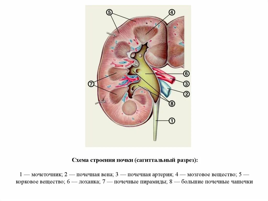 Почка анатомия человека. Почка строение анатомия. Макроскопическое строение почки. Схема строения почки человека. Сагиттальный разрез почки.