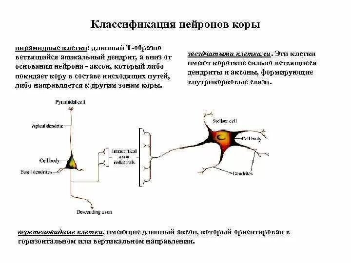 Короткие аксоны сильно ветвятся. Пирамидные Нейроны классификация. Пирамидные Нейроны гиппокампа. Пирамидные Нейроны коры. Пирамидные клетки апикальный дендрит.