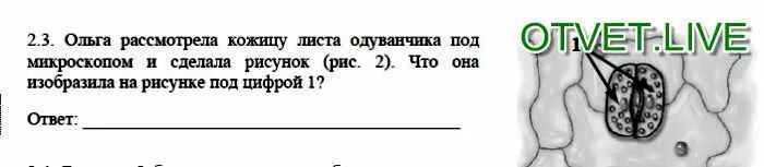 Под цифрой 1 на рисунке изображен. Кожица листа одуванчика под микроскопом. Ольга рассмотрела кожицу листа одуванчика под микроскопом. Рассмотрела кожицу листа одуванчика под микроскопом. Уожица личтв одуваняика под микроскоплм.