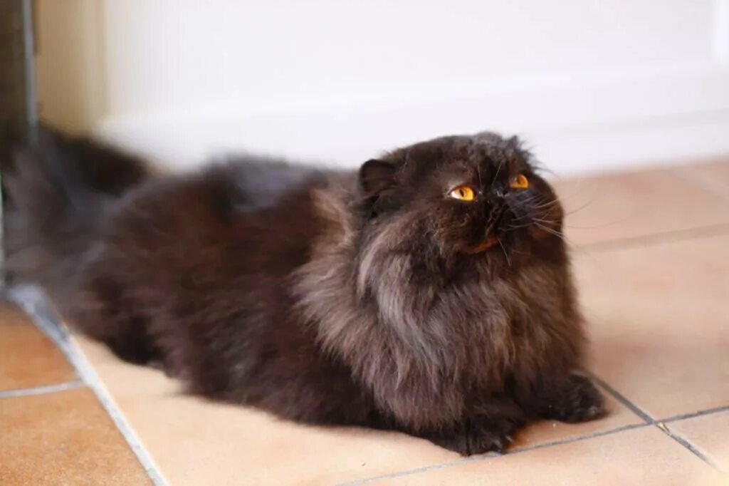 Кошка длинношерстная перс. Персидская кошка черная. Персидская шиншилла черная. Персидский кот экстремал дымчатый. От персидской кошки с шоколадной окраской
