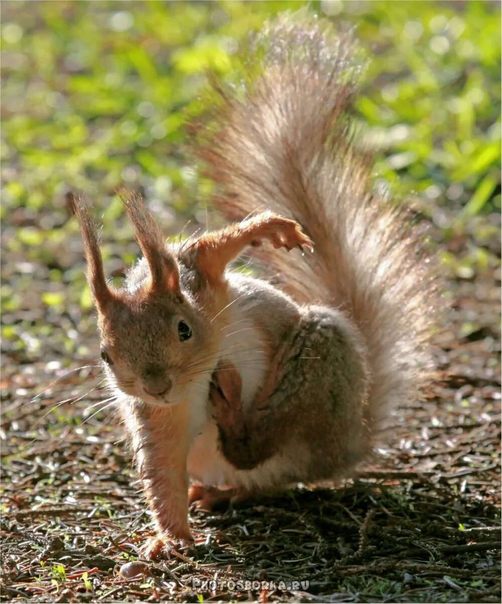 Мудрая белка. Лохматая белка. Пиши белочка. Белочкавеликобоитания. Белка.