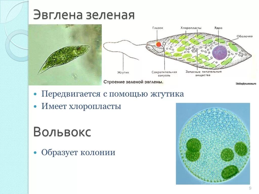 Хлоропласты у вольвокса. Строение жгутика эвглены зеленой. Эвглена зелёная передвигается. Имеют ли хлоропласты эвглену зеленую.