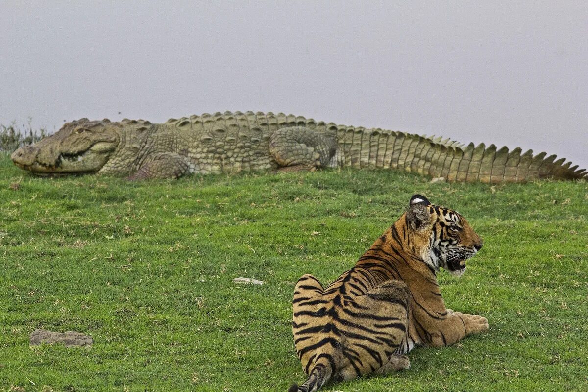Тигр лев крокодил. Гребнистый крокодил против тигра. Национальный парк Рантамбор в Индии. Национальный парк Рантхамбор тигры. Тигр против гребнистого крокодила.
