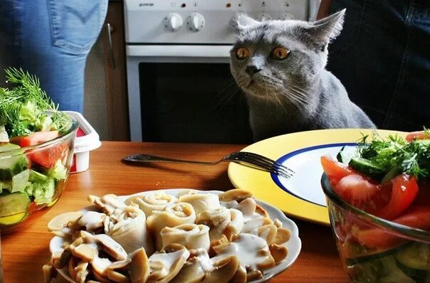 После сытного ужина лене предложили съесть. Обед прикол. Кот обедает. Скоро обед. Кот обедает за столом.