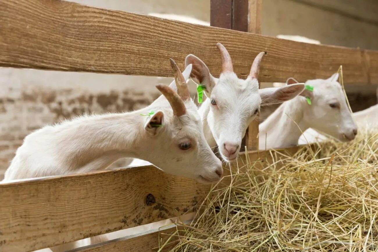 Корма для коз. Сельскохозяйственные животные. Коза с козлятами. Козья ферма. Чем кормят домашних коз